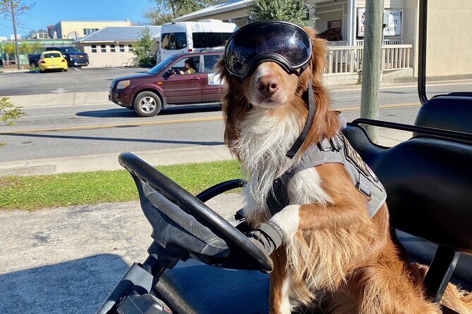 6 Passenger Golf Cart Rental in Key West - Getting started at 1800 N Roosevelt Blvd (and what to bring)