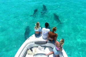 Dolphin & Snorkeling Key West - Wild dolphin watching: what to expect when dolphins decide