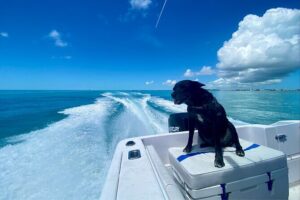 Explore the Waters of Key West - Stop-by-stop route: Florida Keys to Sand Key Reef to Boca Grande to Western Dry Rocks