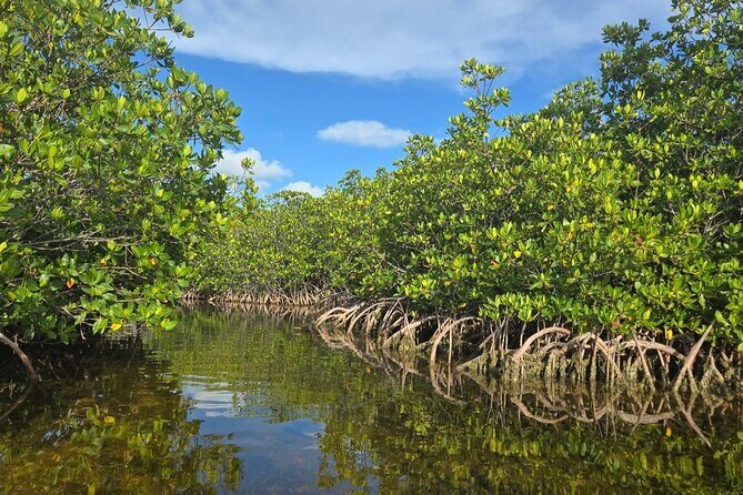 Florida Keys Kayak And Paddleboard Rentals - Key Takeaways Before You Paddle
