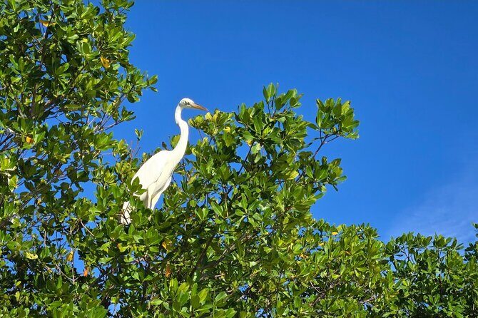 Florida Keys Kayak And Paddleboard Rentals - Geiger Key Paddle Hut: Where You Start in Key West