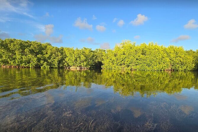 Florida Keys Kayak And Paddleboard Rentals - Wildlife You Might Spot: Sea Turtles, Rays, Sharks, and More