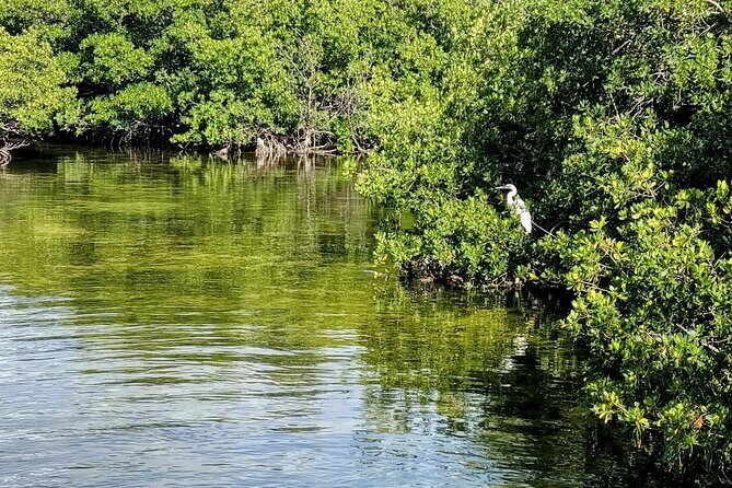 Florida Keys Kayak And Paddleboard Rentals - Mangrove Trails and Clear Shallows: Why the Route Matters