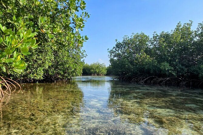 Florida Keys Kayak And Paddleboard Rentals - Kayak vs. Paddleboard: Choosing the Right Feel