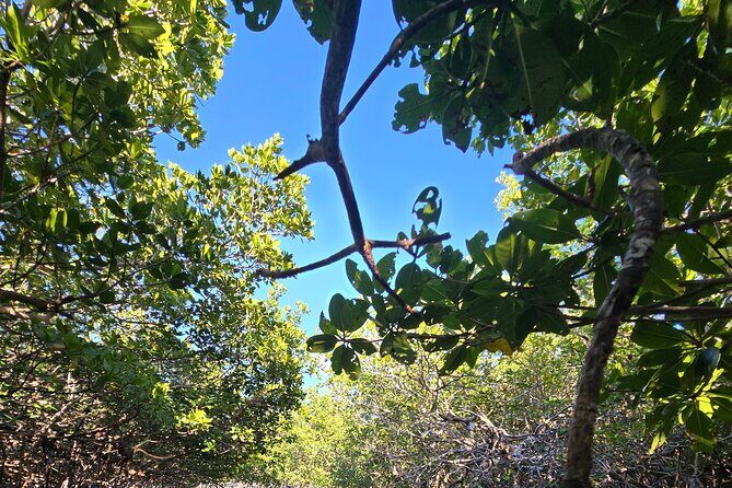 Florida Keys Kayak And Paddleboard Rentals - Price and Value: Is $30 Worth a 2-Hour Keys Paddle?
