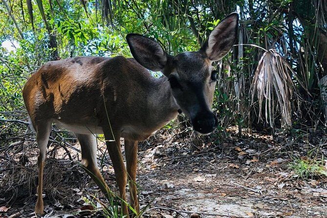 Full-Day Tour of Florida Keys Including Aquarium Encounters from Key West - Florida Keys Aquarium Encounters: Optional Animal Time + Real Learning