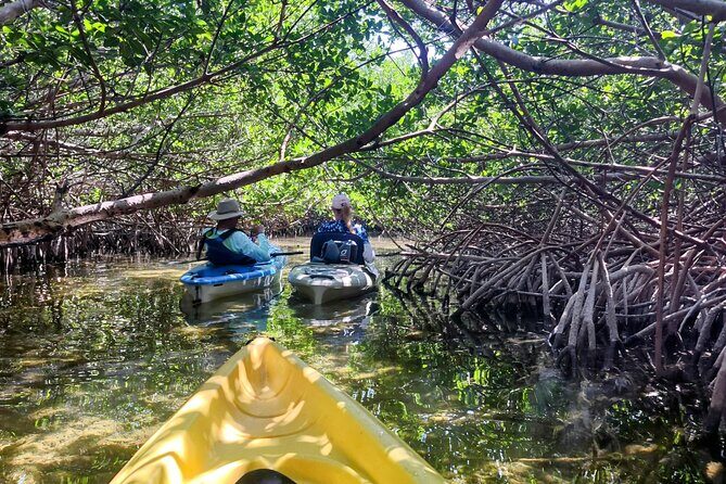 Guided Mangrove Eco Tours Kayak or Paddleboard Adventure - Key Highlights You’ll Care About