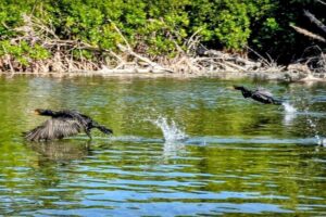 Guided Mangrove Eco Tours Kayak or Paddleboard Adventure - Price and Value: What $75 Buys You