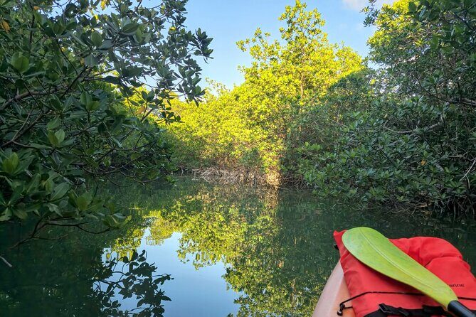 Guided Mangrove Eco Tours Kayak or Paddleboard Adventure - The 2-Hour Flow: A Relaxed Mangrove Rhythm