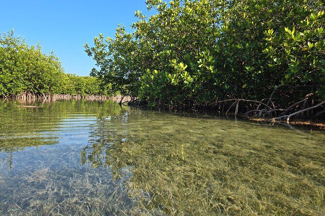 Guided Mangrove Eco Tours Kayak or Paddleboard Adventure - Stop 1 at the Florida Keys National Marine Sanctuary