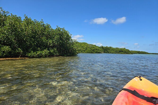 Guided Mangrove Eco Tours Kayak or Paddleboard Adventure - What Wildlife Spotting Feels Like (and What to Expect)