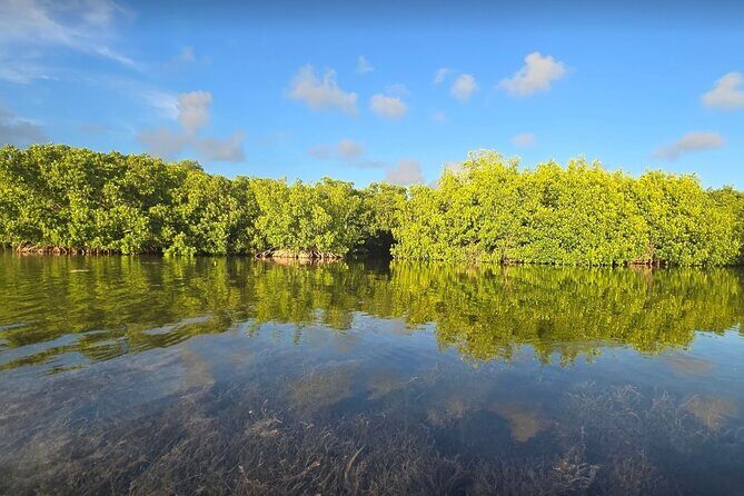 Guided Mangrove Eco Tours Kayak or Paddleboard Adventure - Gear That Makes It Work: Dry Bags, Safety, and Water