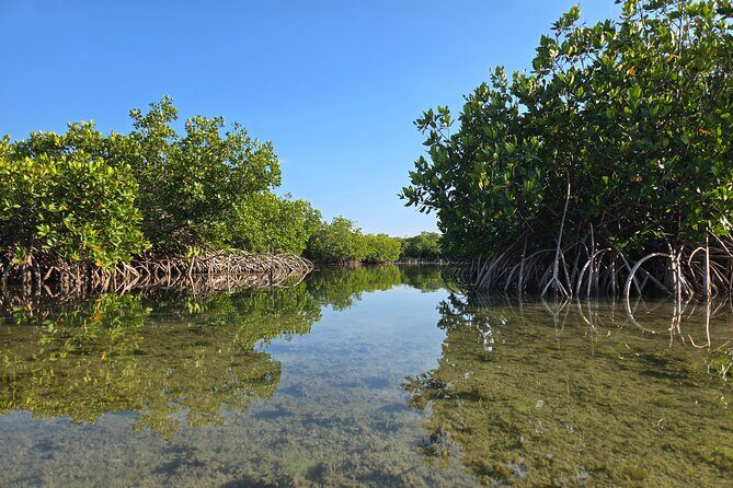 Guided Mangrove Eco Tours Kayak or Paddleboard Adventure - Who This Tour Fits Best in Key West