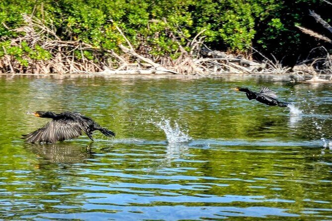 Guided Mangrove Eco Tours Kayak or Paddleboard Adventure - Price and Value: What $75 Buys You