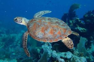 Key Largo: Snorkeling Trip - Why Key Largo Reefs Are Worth Your Time