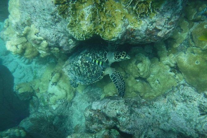 Key West 2 Reef Snorkel Tour & Sunset Cruise with Beer & Wine - Drinks, music, and the sunset: the reason you book the return sail