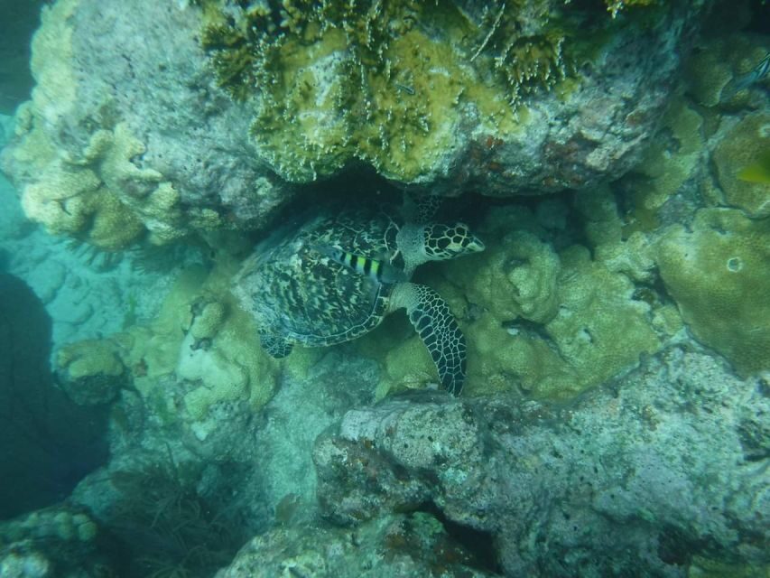 Key West: 3-Hour Afternoon Reef Snorkel with Drinks - Florida Keys National Marine Sanctuary: The Reef You’re Snorkeling