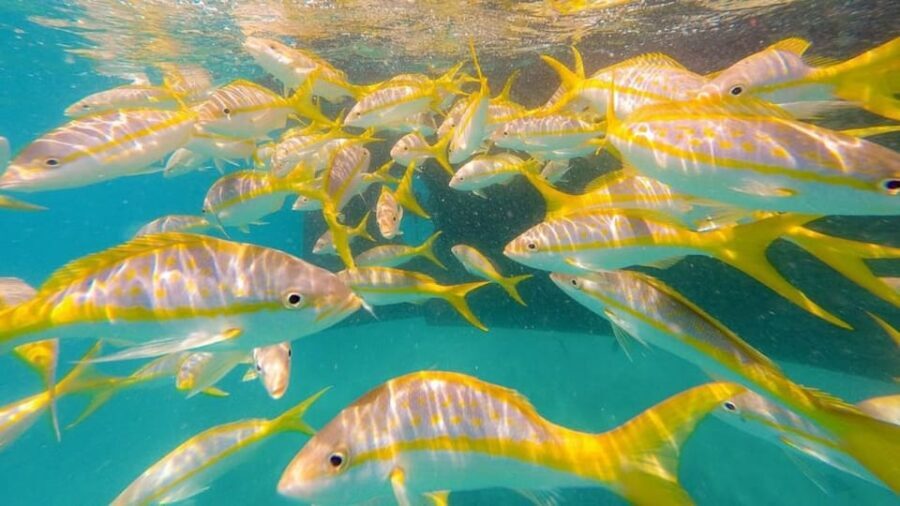 Key West: 3-Hour Morning Reef Snorkel with Lunch and Mimosas - Key West Reef Snorkel: What Makes This 3-Hour Trip Work