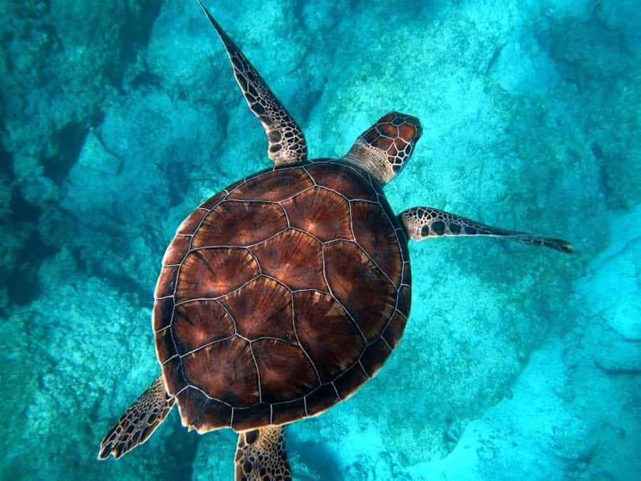 Key West: Catamaran Snorkel with Seafood Boil and Open Bar - How long is the tour, and how does the pacing work?
