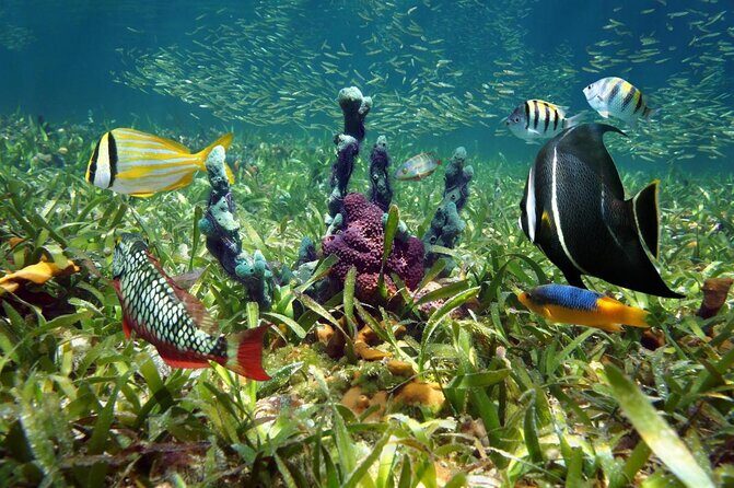 Key West Dolphin and Snorkel Experience - Where You Board at 201 William St and How the Day Flows