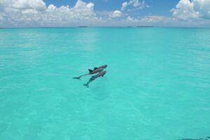 Key West: Dolphin Watching and Snorkeling Eco Cruise Tour - Where you meet and what to bring (so you do not lose time)