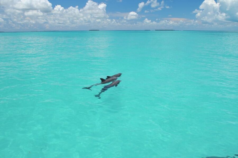 Key West: Dolphin Watching and Snorkeling Eco Cruise Tour - Where you meet and what to bring (so you do not lose time)