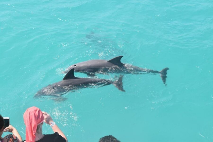Key West: Dolphin Watching and Snorkeling Sunset Cruise - Dolphin watching around Key West National Wildlife Refuge waters