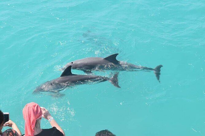 Key West: Dolphin Watching cruise & Snorkeling unlimited beer & soda - Key West Pickup: William Street, Seaport Pier, and What’s Nearby