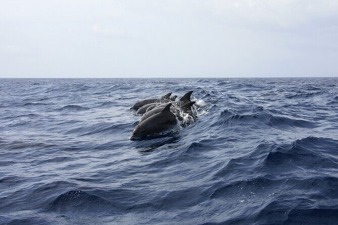 Key West: Dolphin Watching cruise & Snorkeling unlimited beer & soda - Snorkeling the Reefs and Sponge Gardens: What You’ll See and What Can Change