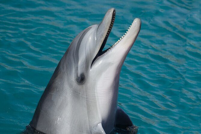Key West: Dolphin Watching cruise & Snorkeling unlimited beer & soda - Price and Value: What $89.99 Buys You in Key West