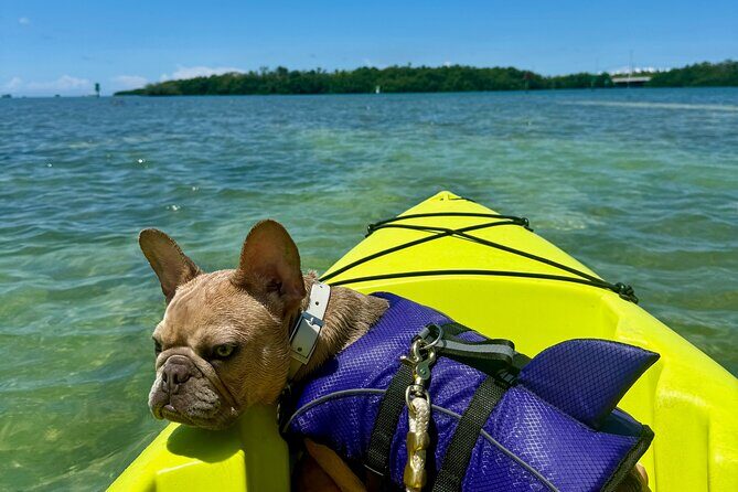 Key West Kayak Eco Tour | An Eco-Friendly Adventure Awaits! - Key West Kayak Eco Tour: What Makes It Worth Your Time
