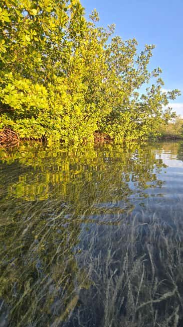 Key West: Kayak or Paddleboard Rental - Geiger Key mangroves: the part that makes this paddle work