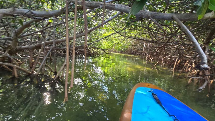 Key West: Kayak or Paddleboard Rental - Wildlife moments: what to expect to see, and how to spot it