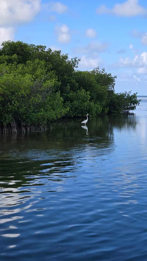 Key West: Mangrove Kayak or SUP Eco Tour - Why Key West’s mangroves make a great 2-hour nature plan