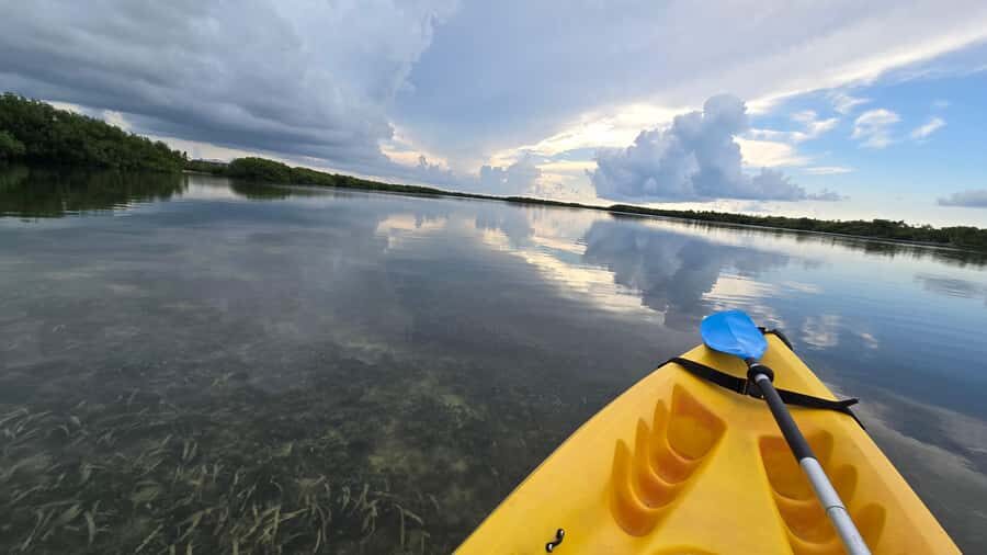 Key West: Mangrove Kayak or SUP Eco Tour - What the naturalist guide actually helps you spot
