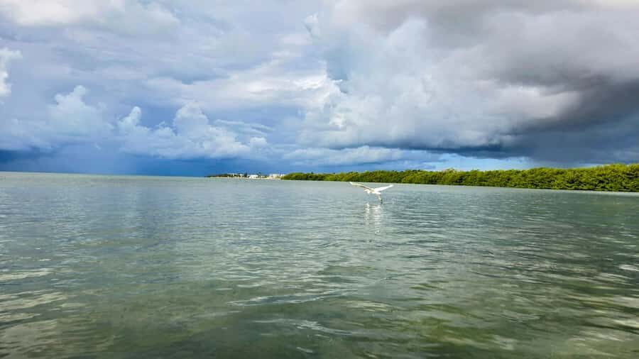 Key West: Mangrove Kayak or SUP Eco Tour - Who should book this mangrove kayak or SUP tour