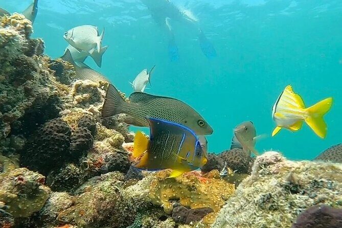 Key West Private Charter: Sandbar and Snorkeling - Price and what makes this charter feel “worth it”