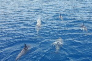 Key West's Favorite Afternoon Dolphin Sail - What You Really Do on the Water: Dolphins, Views, and Sunset Key