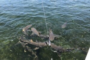 Shark and Wildlife Viewing Adventure in Key West - Meeting at Opal Key Resort & Pier B: easy start, quick setup