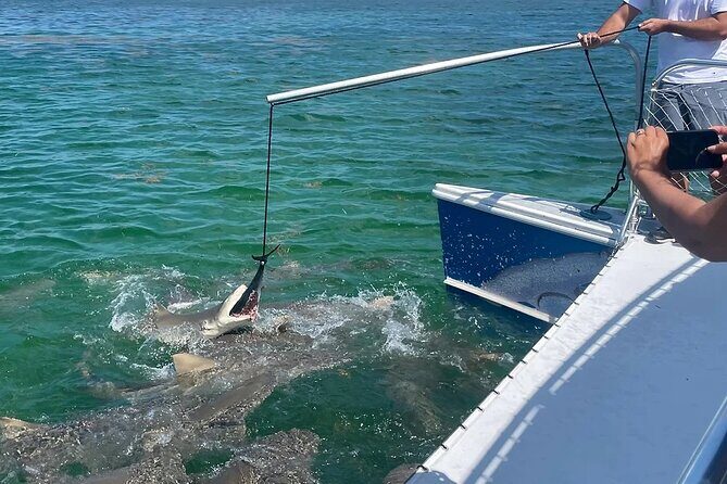 Shark and Wildlife Viewing Adventure in Key West - How the guides turn it from a sighting into a story