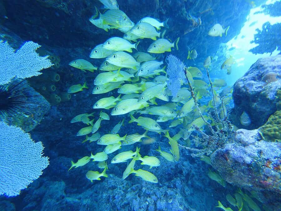 Southpoint Divers: Afternoon Reef Dive Trip - How the captain picks the reef spot (and why that’s a big deal)