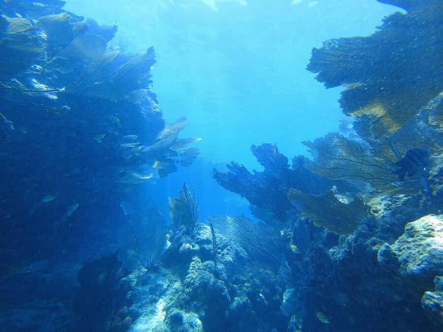 Southpoint Divers: Afternoon Reef Dive Trip - Reef sites you may see: Mark 32 fingers and Nine Foot Stake