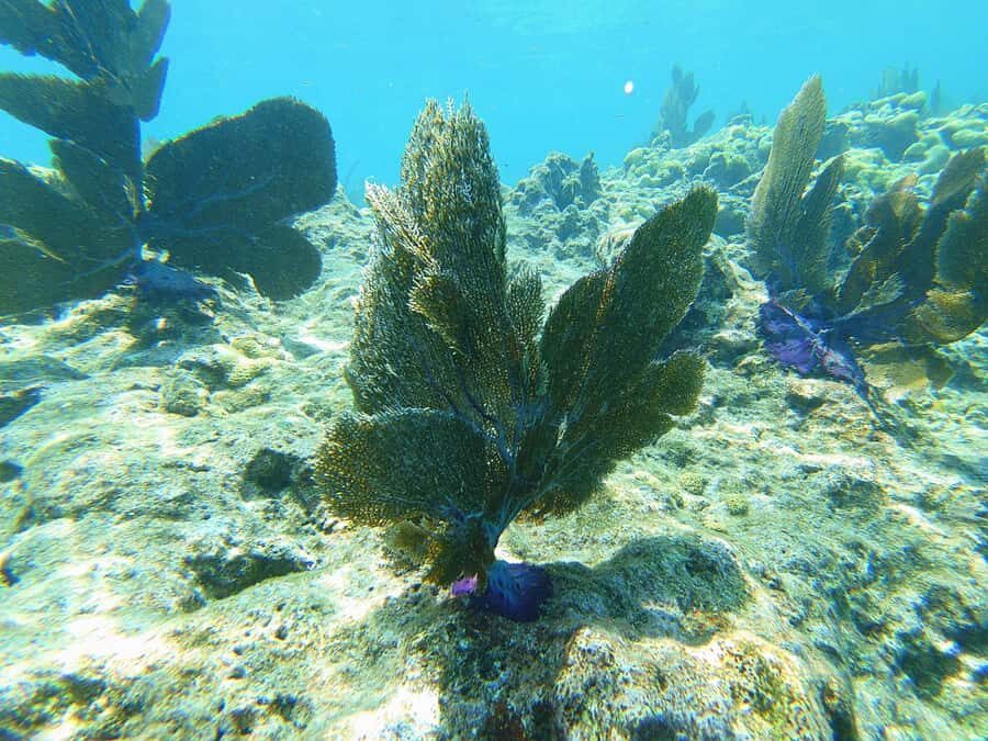 Southpoint Divers: Afternoon Reef Dive Trip - Snorkelers and riders: family-friendly without feeling forced