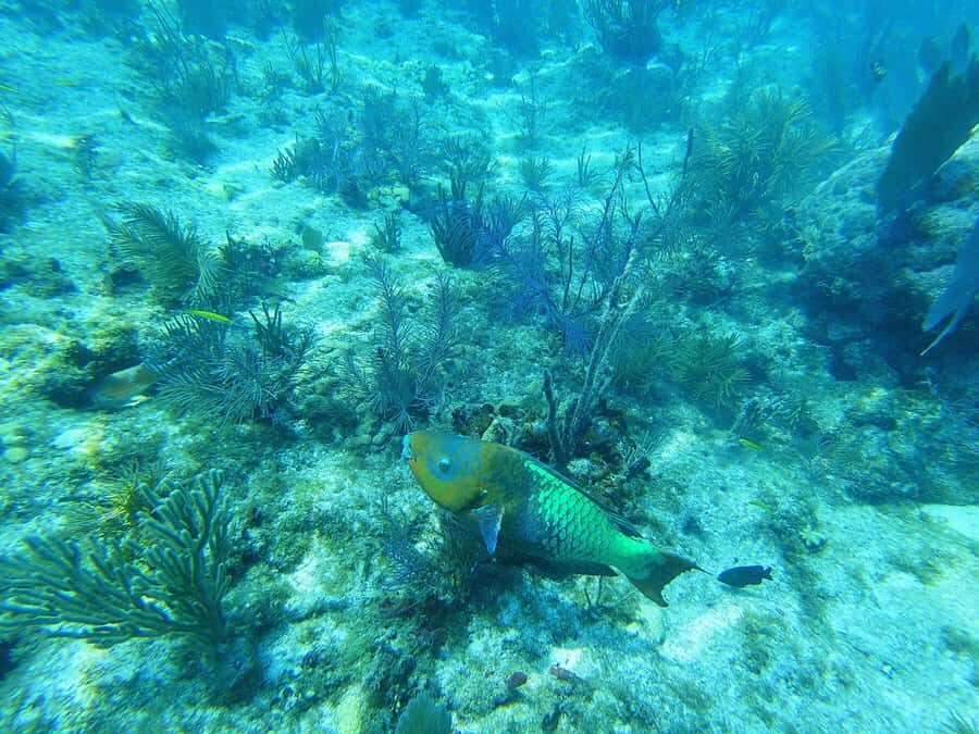 Southpoint Divers: Afternoon Reef Dive Trip - Included gear and the add-ons you might consider