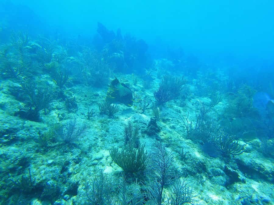 Southpoint Divers: Afternoon Reef Dive Trip - Small-group feel and guidance that helps first-timers