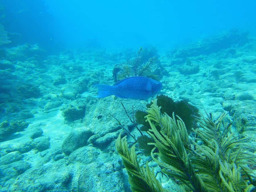 Southpoint Divers: Afternoon Reef Dive Trip - Meeting at 606 Front St and getting your gear sorted fast