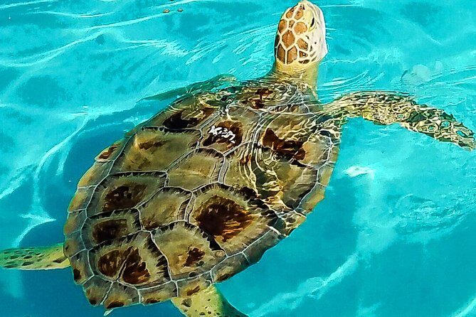 Turtle Hospital and Lower Florida Keys Day Trip from Key West - Key things I’d plan around